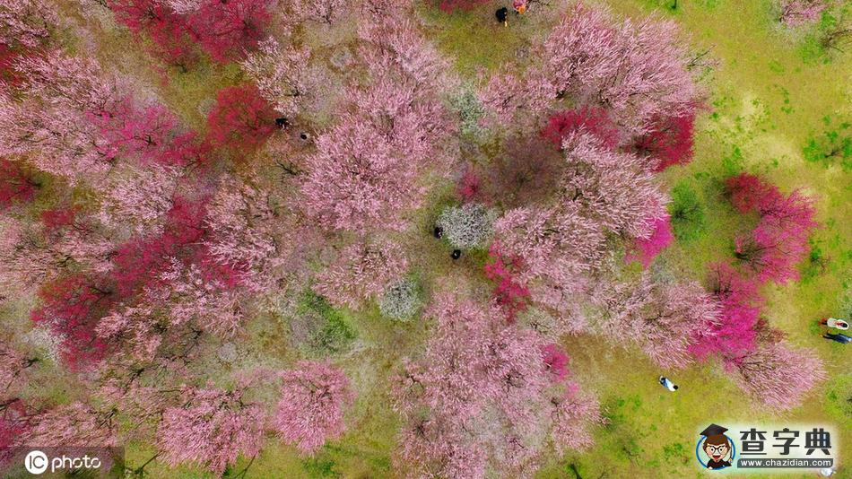 梅花滿園美景醉 古城大地著春裝4