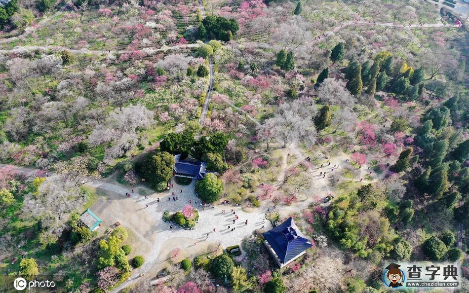 花開迎春來(lái)！全國(guó)各地花?！邦佒怠贝蟊绕?