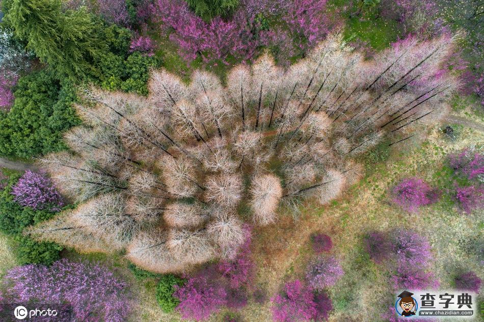 花開迎春來(lái)！全國(guó)各地花海“顏值”大比拼10