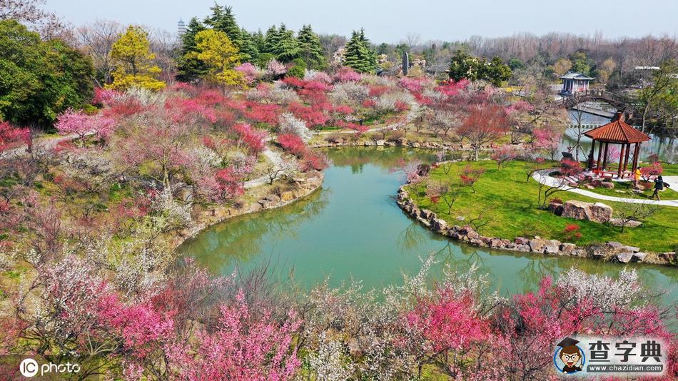 花開迎春來(lái)！全國(guó)各地花海“顏值”大比拼2