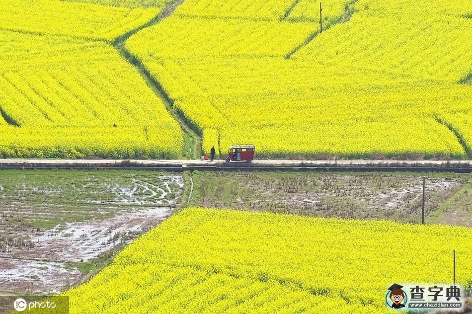 花開迎春來(lái)！全國(guó)各地花?！邦佒怠贝蟊绕?