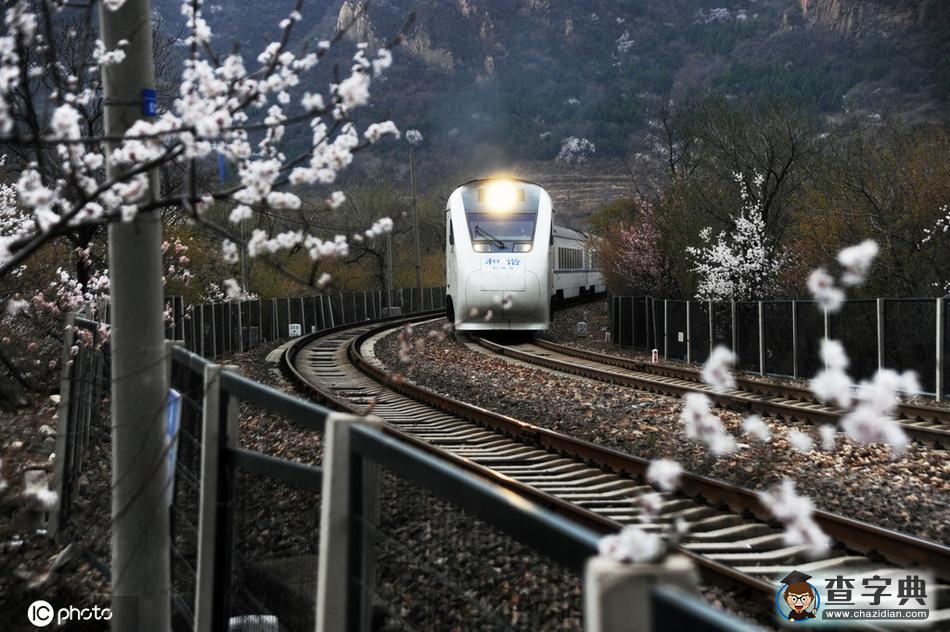 一路繁花相伴 今年這趟開(kāi)往春天的列車還會(huì)遠(yuǎn)嗎？6