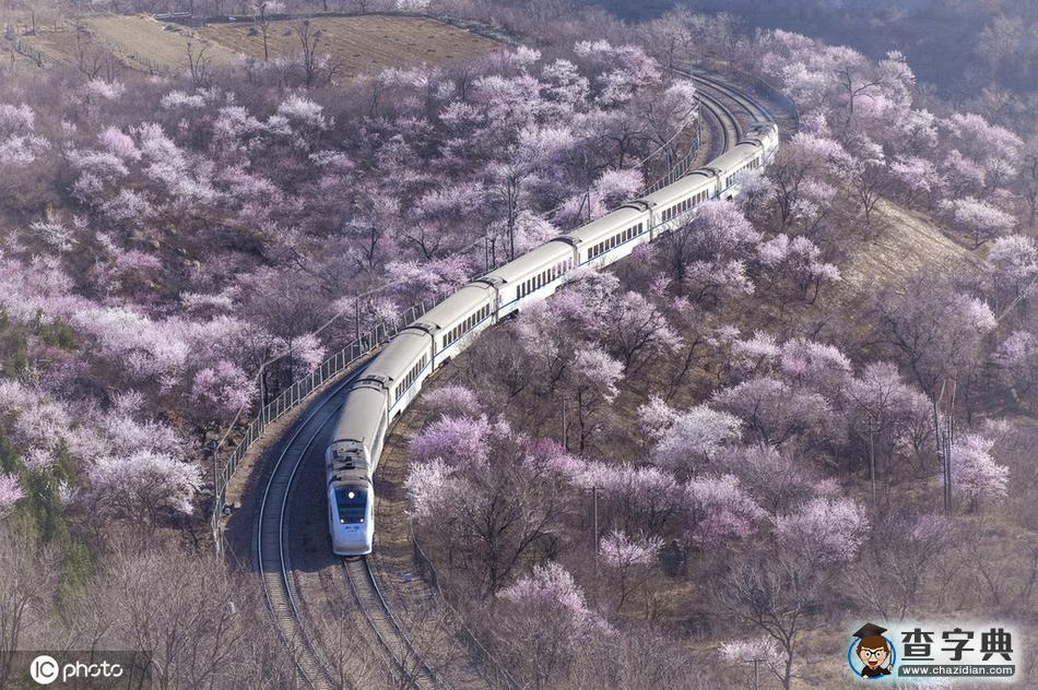一路繁花相伴 今年這趟開(kāi)往春天的列車還會(huì)遠(yuǎn)嗎？2