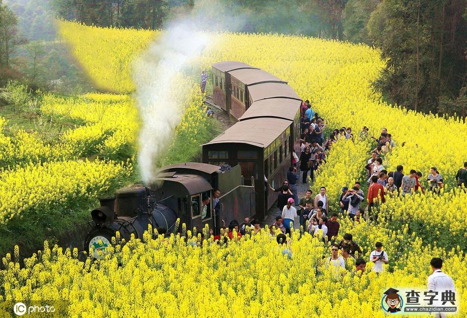 一路繁花相伴 今年這趟開(kāi)往春天的列車還會(huì)遠(yuǎn)嗎？3