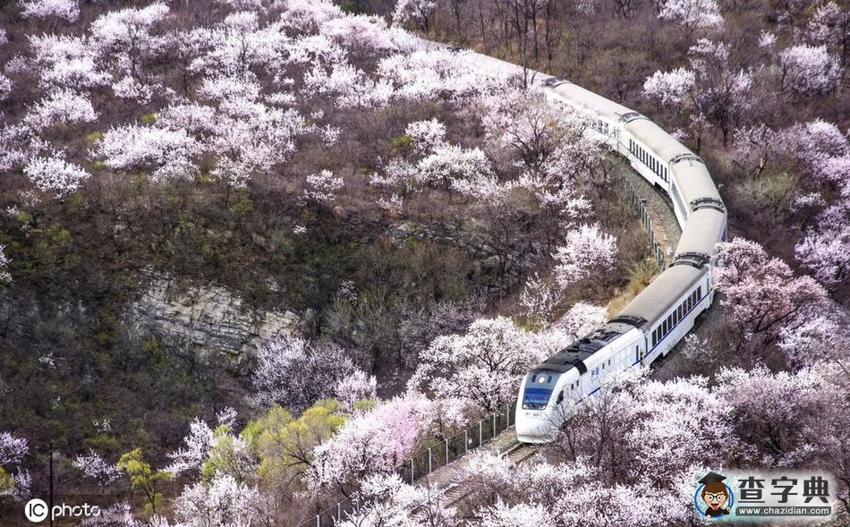 一路繁花相伴 今年這趟開(kāi)往春天的列車還會(huì)遠(yuǎn)嗎？8