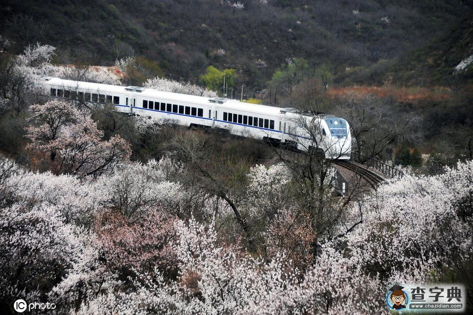 一路繁花相伴 今年這趟開(kāi)往春天的列車還會(huì)遠(yuǎn)嗎？7
