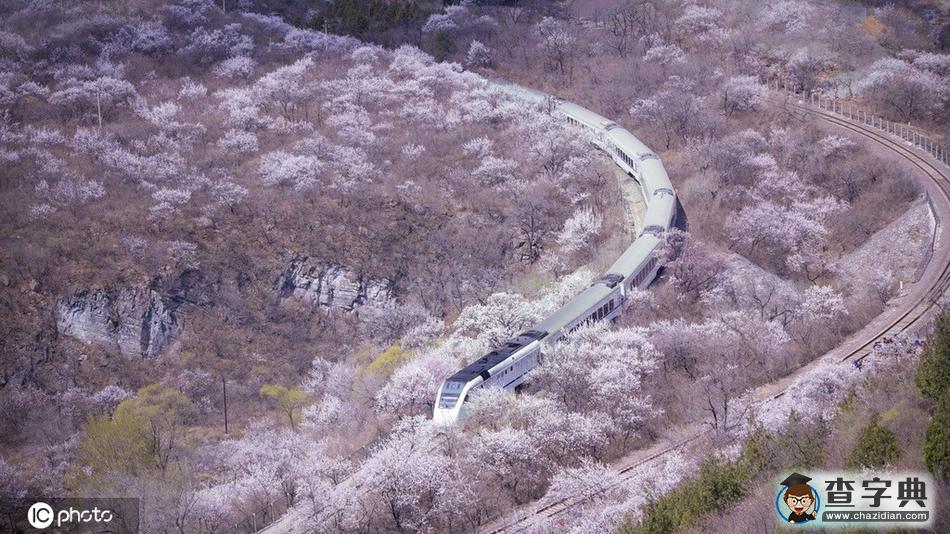一路繁花相伴 今年這趟開(kāi)往春天的列車還會(huì)遠(yuǎn)嗎？11