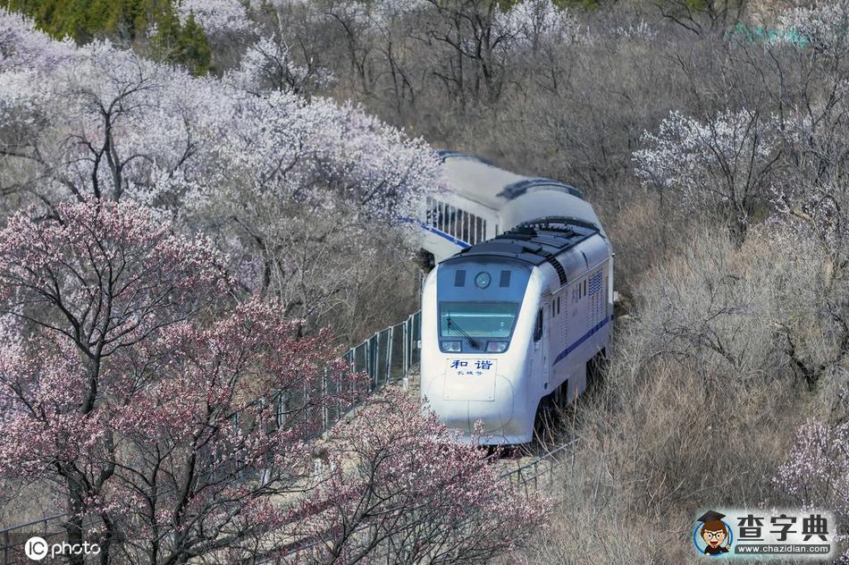 一路繁花相伴 今年這趟開(kāi)往春天的列車還會(huì)遠(yuǎn)嗎？10