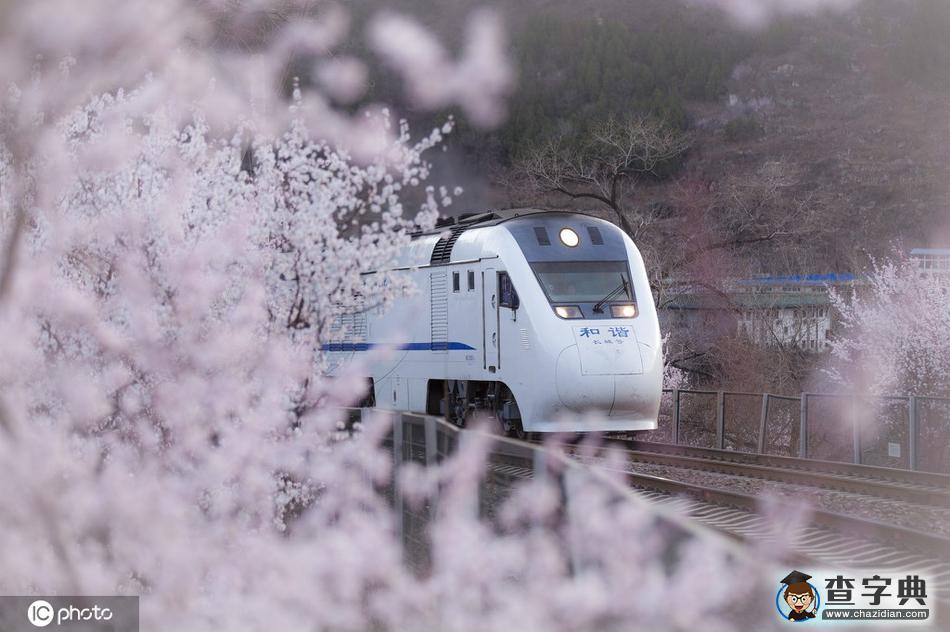 一路繁花相伴 今年這趟開(kāi)往春天的列車還會(huì)遠(yuǎn)嗎？1