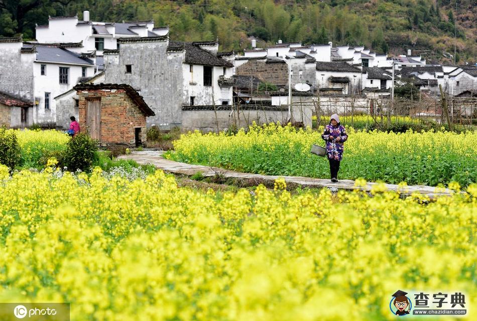 江西婺源：陽春三月 油菜花開美如畫1