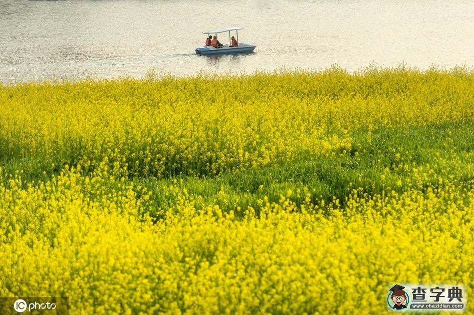 300多畝油菜花競(jìng)相綻放 田園風(fēng)光宛如一幅畫(huà)卷6