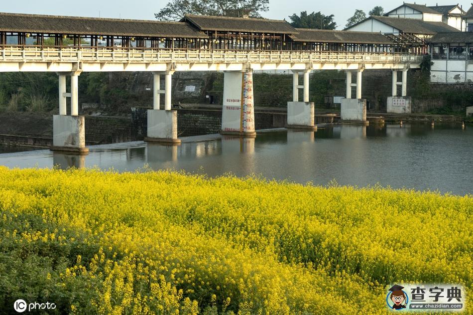 300多畝油菜花競(jìng)相綻放 田園風(fēng)光宛如一幅畫(huà)卷8
