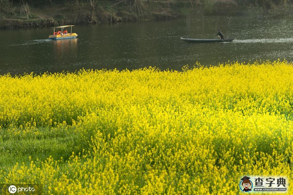 300多畝油菜花競(jìng)相綻放 田園風(fēng)光宛如一幅畫(huà)卷7