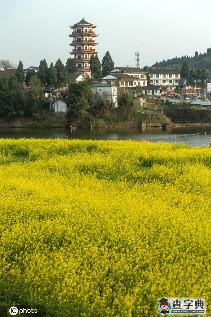 300多畝油菜花競(jìng)相綻放 田園風(fēng)光宛如一幅畫(huà)卷5