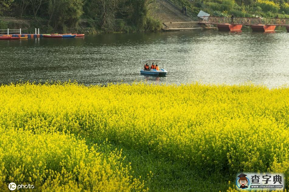 300多畝油菜花競(jìng)相綻放 田園風(fēng)光宛如一幅畫(huà)卷1