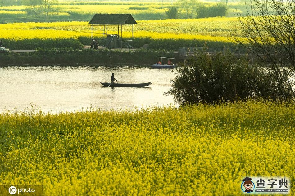 300多畝油菜花競(jìng)相綻放 田園風(fēng)光宛如一幅畫(huà)卷2