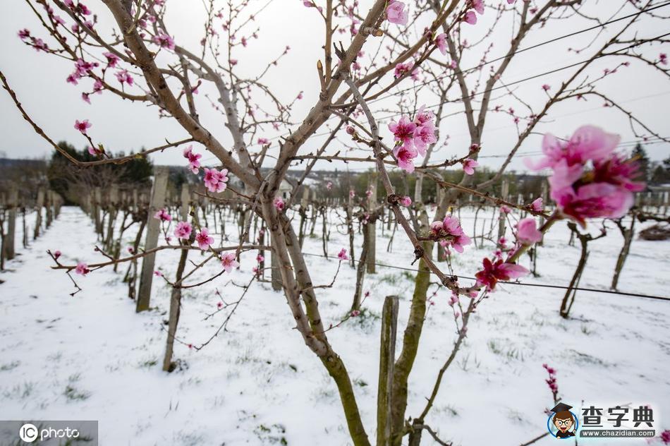 當(dāng)櫻花季遇上飛雪 這景色美哭了！25