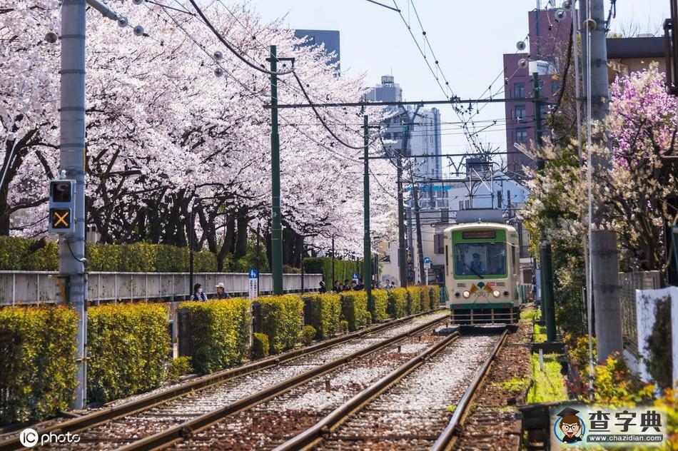 國(guó)外開往春天的列車 穿越最美花海邂逅人間四月天！5