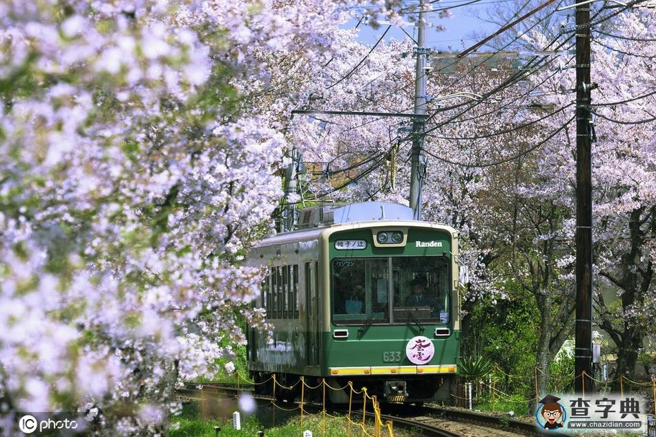 國(guó)外開往春天的列車 穿越最美花海邂逅人間四月天！6