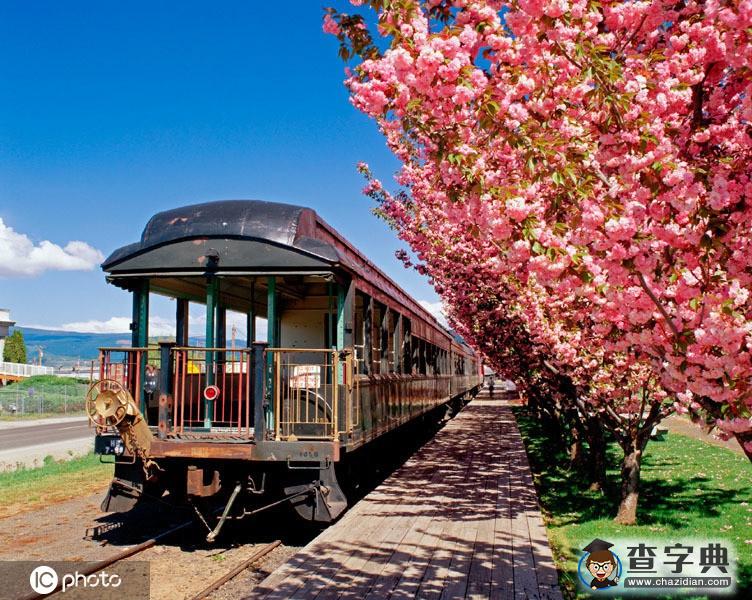 國(guó)外開往春天的列車 穿越最美花海邂逅人間四月天！8