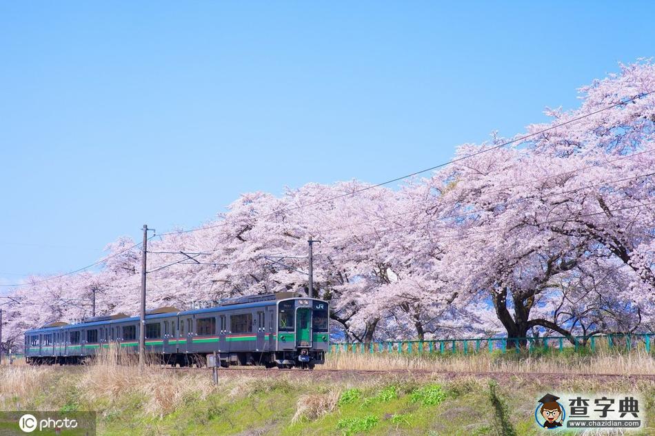 國(guó)外開往春天的列車 穿越最美花海邂逅人間四月天！9