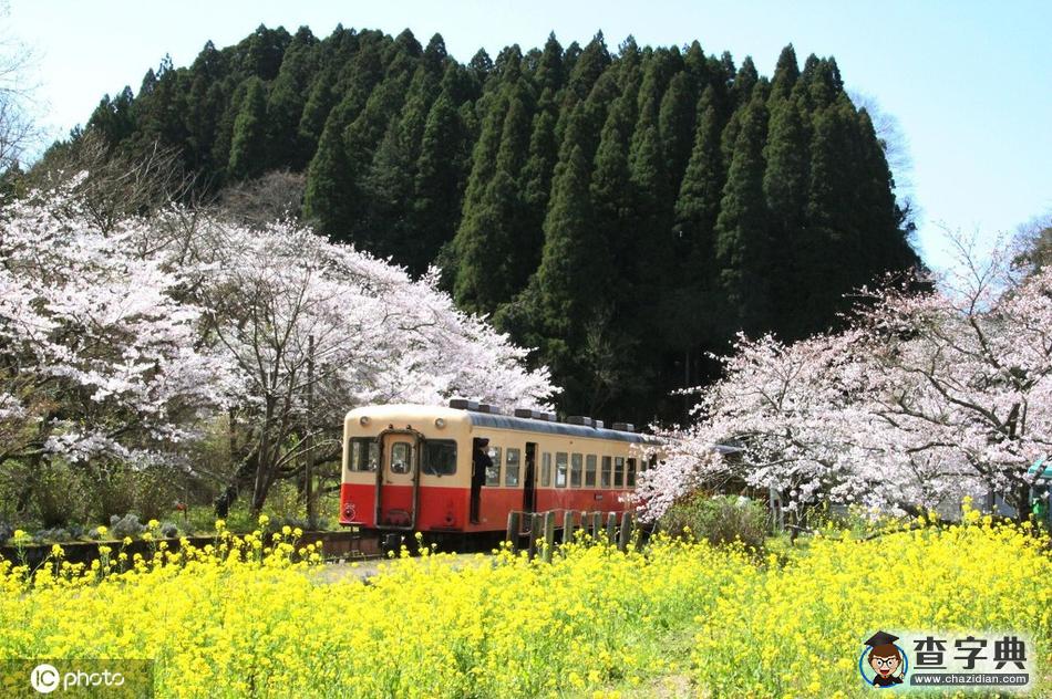 國(guó)外開往春天的列車 穿越最美花海邂逅人間四月天！4