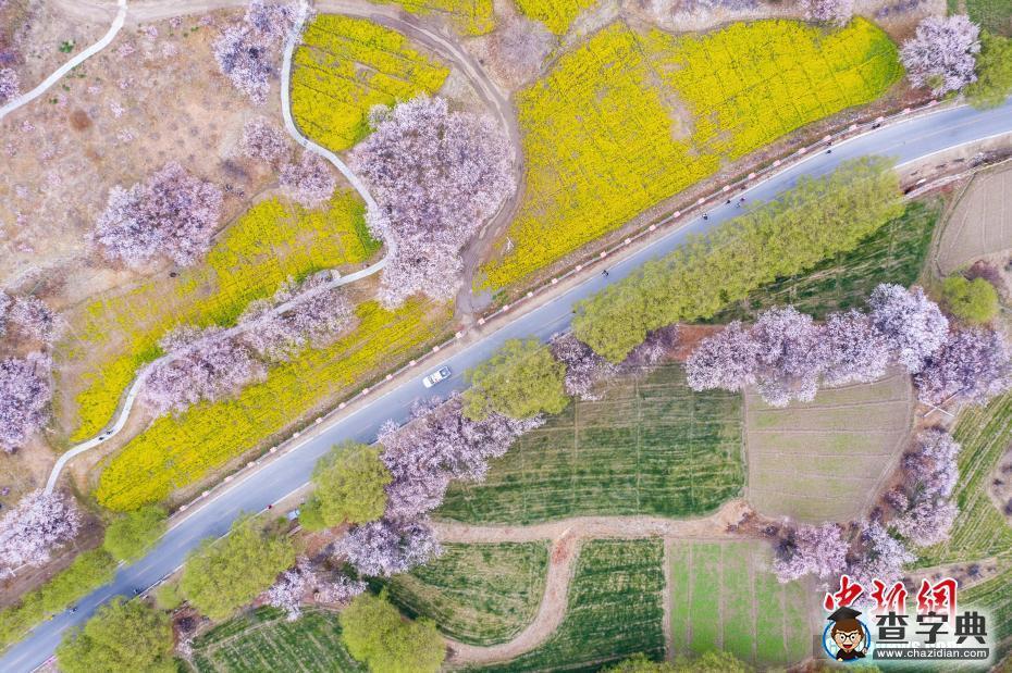 雪域“江南” 西藏林芝桃花盛開1