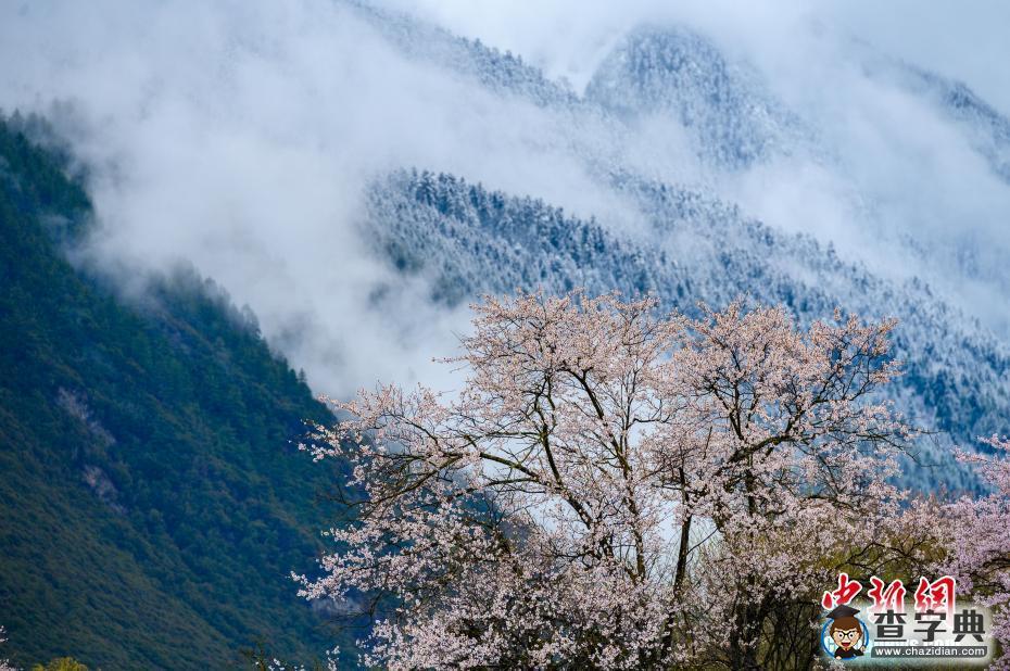 雪域“江南” 西藏林芝桃花盛開4