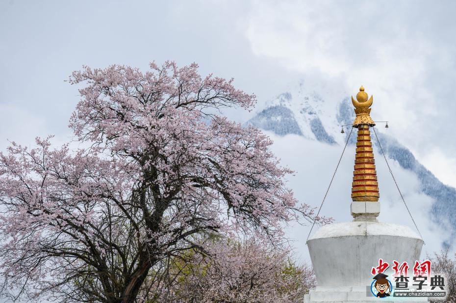 雪域“江南” 西藏林芝桃花盛開7
