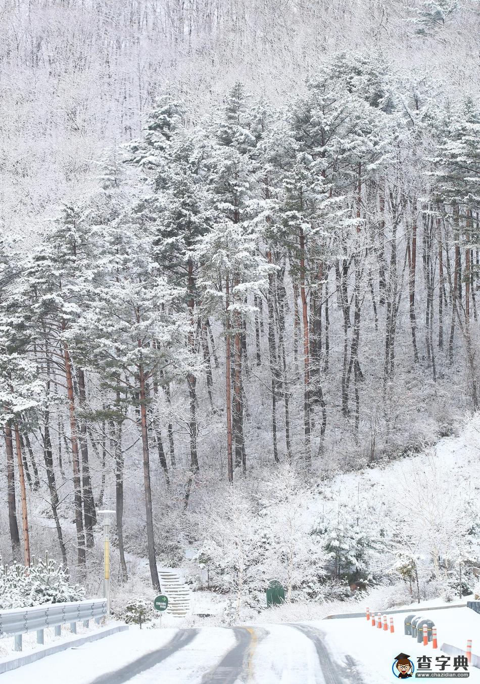 倒春寒？韓國江原道降大雪 白雪皚皚宛如童話世界6