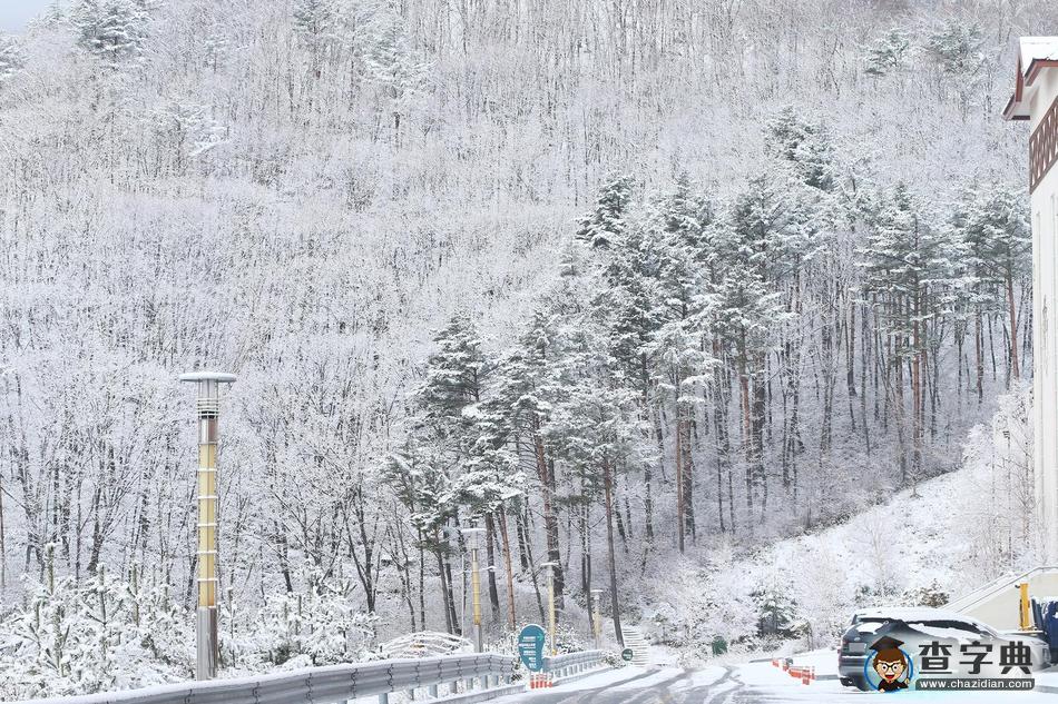 倒春寒？韓國江原道降大雪 白雪皚皚宛如童話世界5
