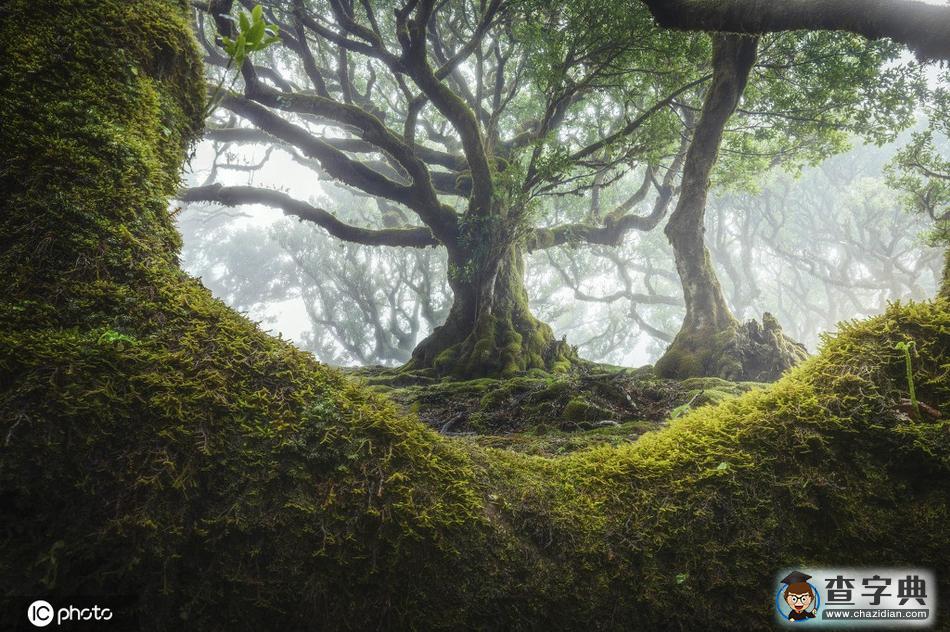 神秘的馬德拉群島法納爾森林 猶如仙境般夢(mèng)幻！7