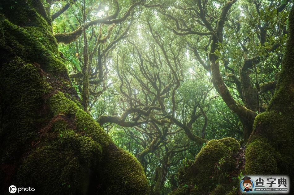 神秘的馬德拉群島法納爾森林 猶如仙境般夢(mèng)幻！5
