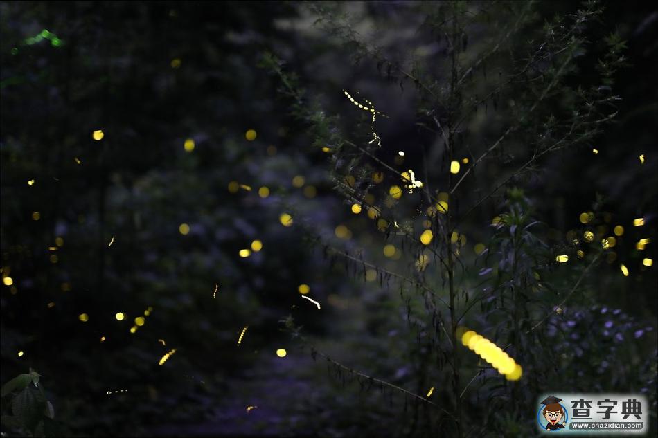 螢火蟲(chóng)夏夜飛舞 山林成夢(mèng)幻世界10