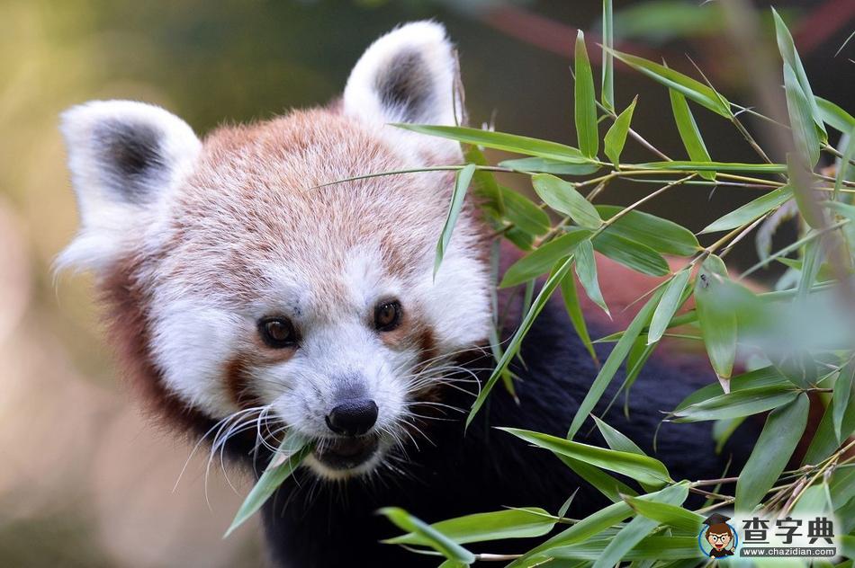 捷克動物園小熊貓萌萌噠，津津有味啃樹葉10