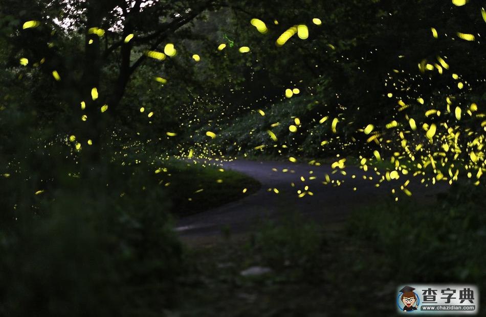 螢火蟲(chóng)夏夜飛舞 山林成夢(mèng)幻世界7