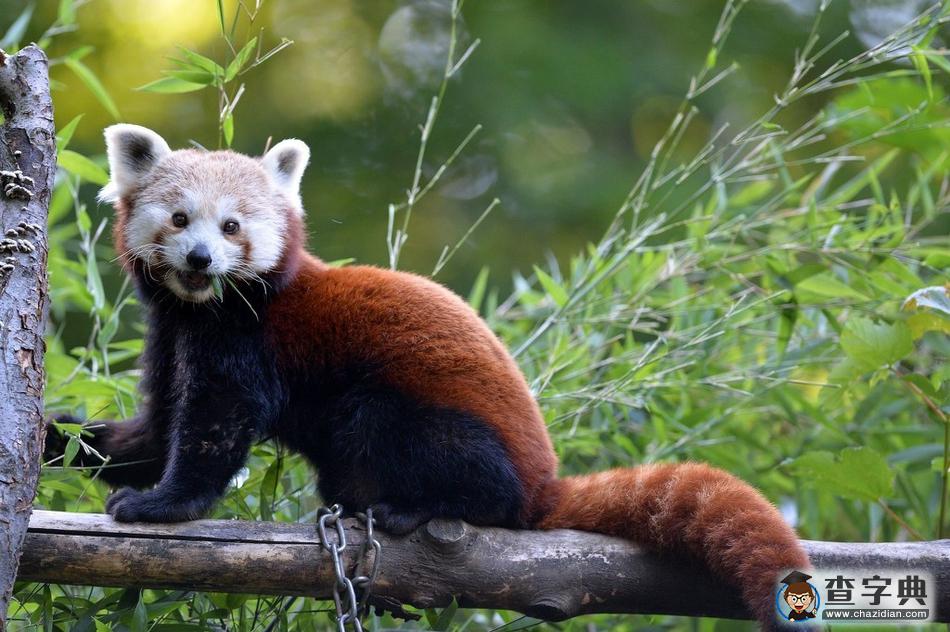捷克動物園小熊貓萌萌噠，津津有味啃樹葉7
