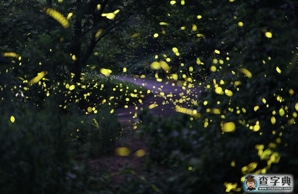 螢火蟲(chóng)夏夜飛舞 山林成夢(mèng)幻世界1