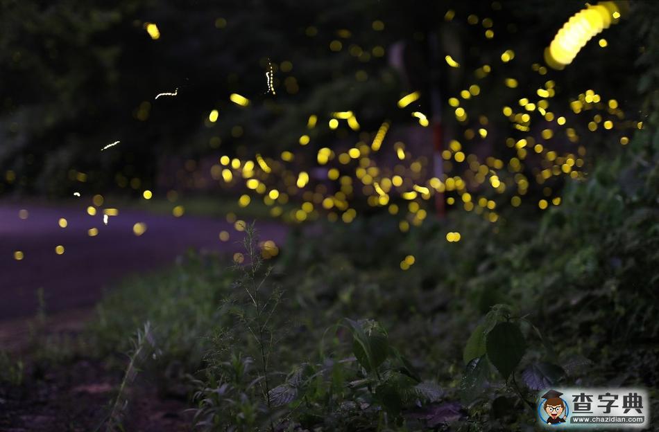 螢火蟲(chóng)夏夜飛舞 山林成夢(mèng)幻世界4