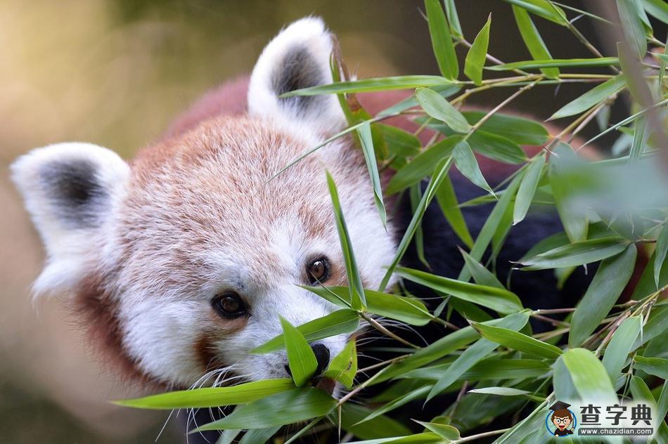 捷克動物園小熊貓萌萌噠，津津有味啃樹葉4