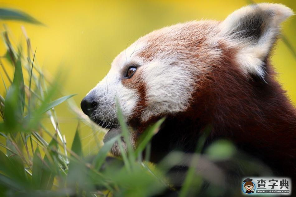 捷克動物園小熊貓萌萌噠，津津有味啃樹葉1