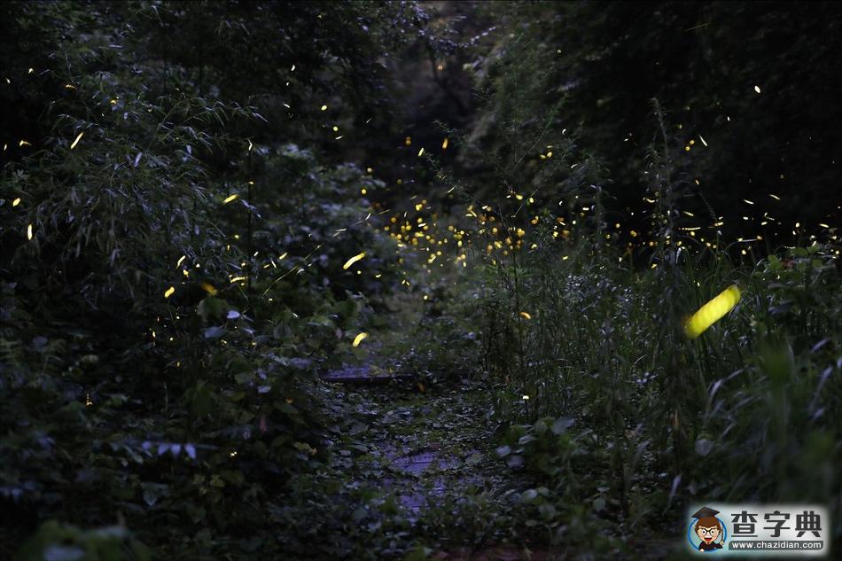 螢火蟲(chóng)夏夜飛舞 山林成夢(mèng)幻世界16