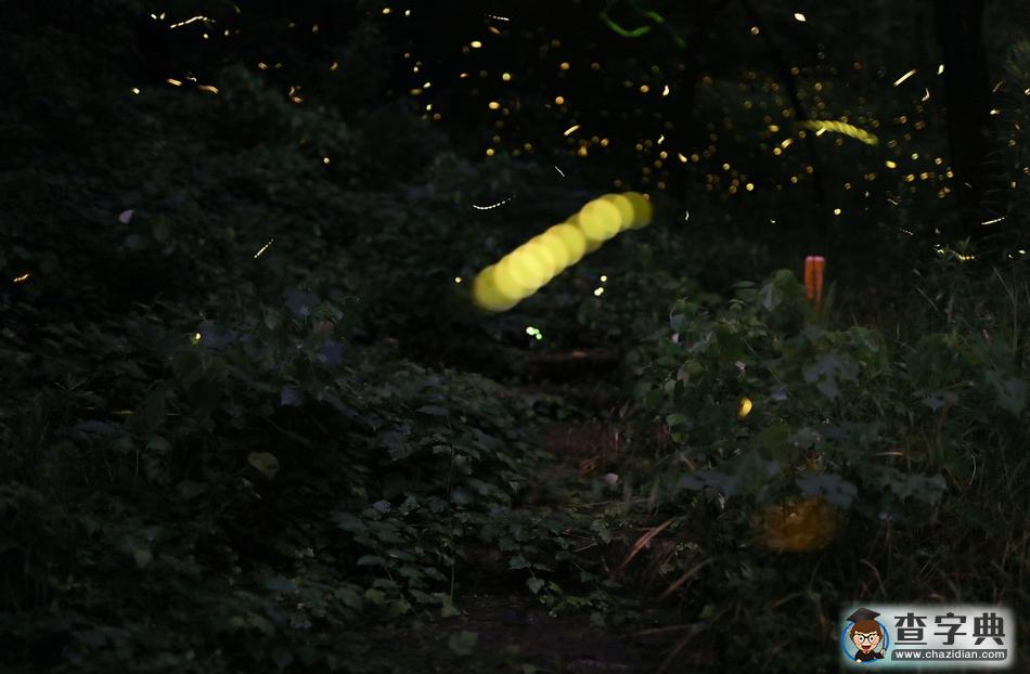 螢火蟲(chóng)夏夜飛舞 山林成夢(mèng)幻世界13