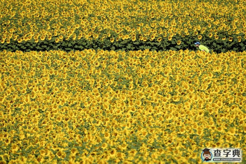 瑞士向日葵花海夏日綻放 金燦燦一片美不勝收4