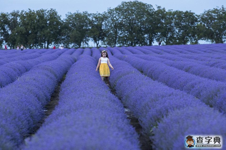 八月，尋找全球最美薰衣草花海1