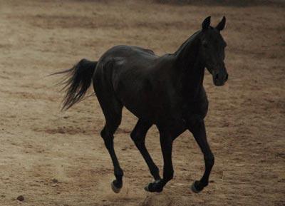 3匹國(guó)外引進(jìn)汗血寶馬在京亮相(組圖)2