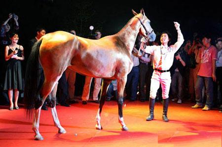 3匹國(guó)外引進(jìn)汗血寶馬在京亮相(組圖)3
