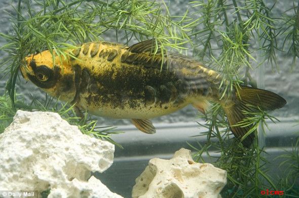 人面鯉魚(yú)