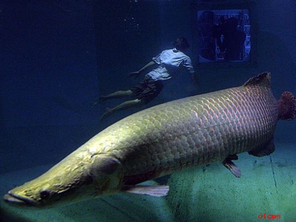 巨型淡水魚