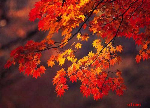 香山紅葉